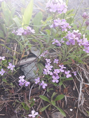 Dontostemon dentatus