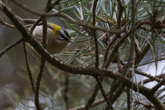 Regulus ignicapilla