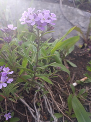 Dontostemon dentatus