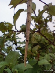 Otocraniella flagelloantennata