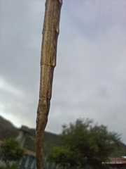 Otocraniella flagelloantennata