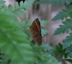 Pterodecta felderi