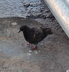 Columba livia domestica