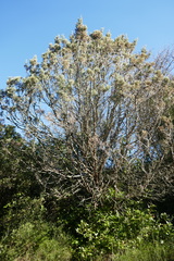 Cupressus