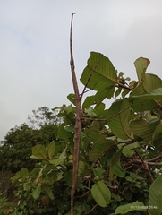 Otocraniella flagelloantennata