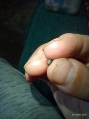 Otocraniella flagelloantennata