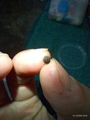 Otocraniella flagelloantennata