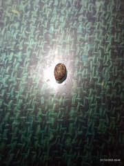 Otocraniella flagelloantennata