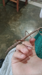 Otocraniella flagelloantennata