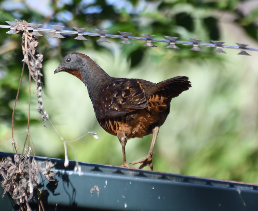 Taiwan Bamboo Partridge