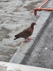 Patagioenas picazuro