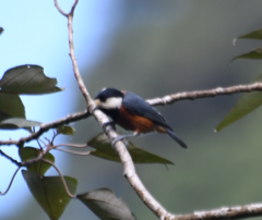 Sittiparus castaneoventris