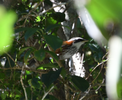 Pomatorhinus musicus