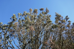 Cupressus