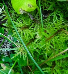 Hylocomium splendens