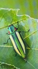 Afrochroa lepida