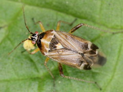Harpocera thoracica