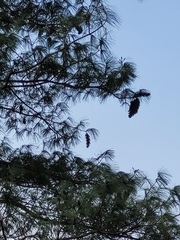 Pinus wallichiana