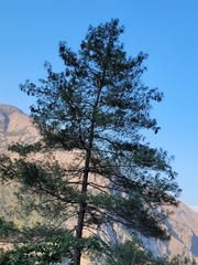 Pinus wallichiana