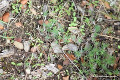 Santolina rosmarinifolia
