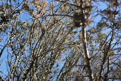 Cupressus