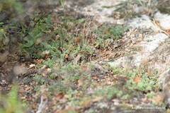 Sedum album