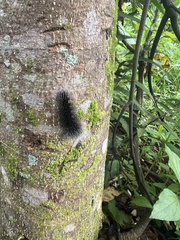 Apistosia judas