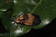 Lycus sallaei