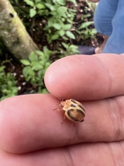 Epilachna clandestina