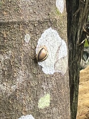 Epilachna clandestina