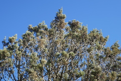 Cupressus