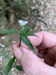 Aneilema acuminatum
