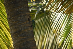 Psilopogon flavifrons