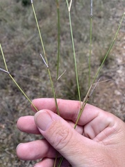 Aristida caput-medusae