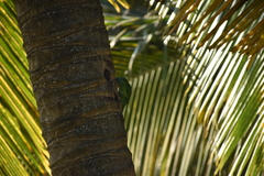 Psilopogon flavifrons
