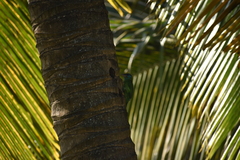 Psilopogon flavifrons