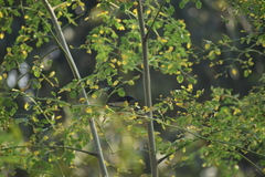 Leptocoma zeylonica
