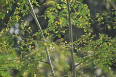 Leptocoma zeylonica