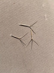 Aristida caput-medusae