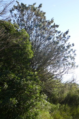 Cupressus