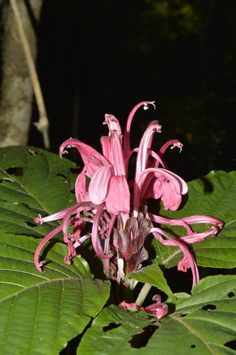 Justicia carnea