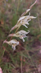 Gladiolus permeabilis edulis