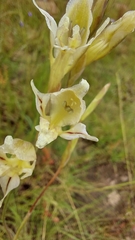 Gladiolus permeabilis edulis