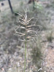 Aristida caput-medusae