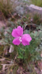 Dianthus basuticus basuticus