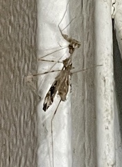 Stenolemus fraterculus