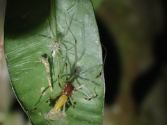 Cheiracanthiidae