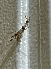 Stenolemus fraterculus