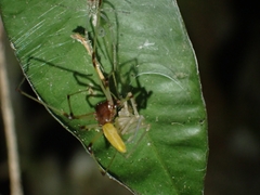 Cheiracanthiidae