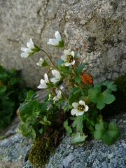Saxifraga carpatica